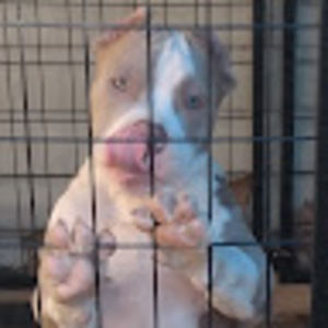 Meet your Posher, Billy